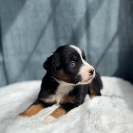 SAUCONY - Black tri female Miniature Australian Shepherd puppy in Dayton, Washington from Rafter 22 Aussies