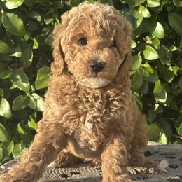 Blue Collar Boy - Cream male Poodle puppy in Modesto, California from Dry Creek Poodles