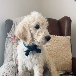 Tucker - Cream male Goldendoodle puppy in Clifton, Arizona from Denim & Doodles