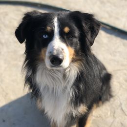 Jax - Miniature Australian Shepherd