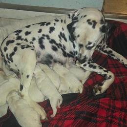 Boy 3 - White and black male Dalmatian puppy in Sharpsburg, Maryland from Antietam Dalmatians