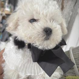 SNOW - White male Bichon Frise puppy in Upland, California from Prime Paradise Kennel