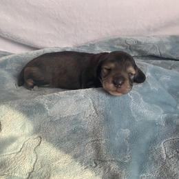 Ana-Cream Sable - Sable female Dachshund puppy in Wolf Lake, Indiana from Canisteo Dachshunds