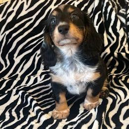 Lucky - Piebald male Dachshund puppy in Norman, Oklahoma from Mother of Dachshunds