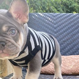 Bolt - French Bulldog puppy in League City, Texas from Baby Bear Frenchies