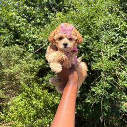 Cartier Carti - Apricot female Poodle puppy in Garner, North Carolina from House of Paws Heritage Nursery