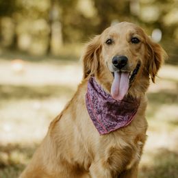 Darla - Golden Retriever