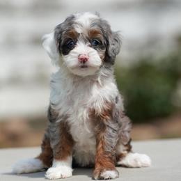 Denali - Merle female Bernedoodle puppy in Dundee, Ohio from Down Home Doodle