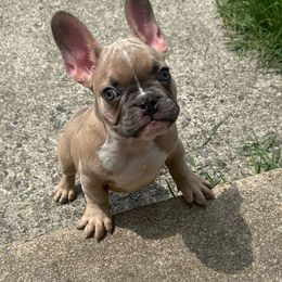 Boy 1 - Blue fawn French Bulldog puppy in Pennsylvania from R & C French Bulldogs