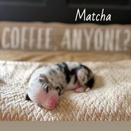 Matcha - Blue merle male Australian Shepherd puppy in Spartanburg, South Carolina from Hub City Aussies