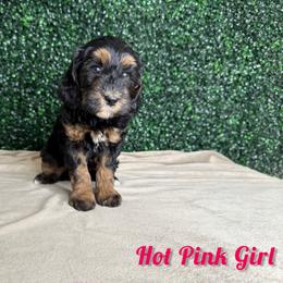 Hot Pink Girl - Phantom female Bernedoodle puppy in Modesto, California from Two Doods Doodles
