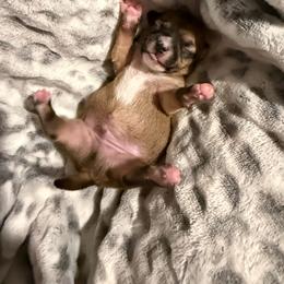 Ángel - Black sabled fawn male Chihuahua puppy in Yamhill, Oregon from Diamond Dog Chihuahuas