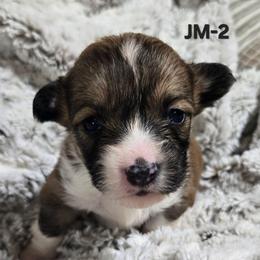 JM-2 - Sable male Pembroke Welsh Corgi puppy in Ely, Minnesota from RJ's Corgis