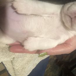 Beagle Puppies from Roylcrest Beagles