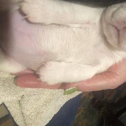 Beagle Puppies from Roylcrest Beagles