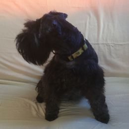 Gucci - Miniature Schnauzer