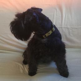 Gucci - Miniature Schnauzer