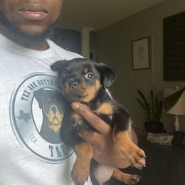 Teal girl - Black and mahogany female Rottweiler puppy in Beebe, Arkansas from Rottweilers Vom Haus Forte