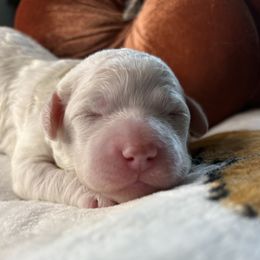 Blossom - White female Lagotto Romagnolo puppy in Lubbock, Texas from Tesoro Riccio