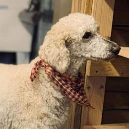 Hope - Poodle
