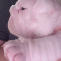 Bulldog and Shetland Sheepdog Puppies from Smooch-A-Bulls English Bulldogs & M&M Shelties