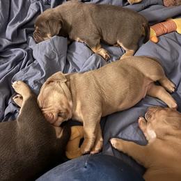 American Bully Puppies from East bound and Down Bully’s