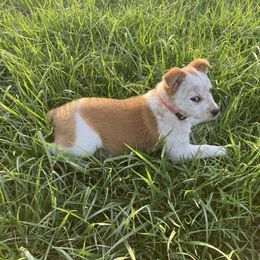 Australian Cattle Dog and Companion Cross Puppies from MX Kennel - Central MO