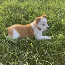 Australian Cattle Dog and Companion Cross Puppies from MX Kennel - Central MO