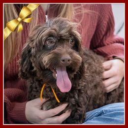 Perth - Brown white and tan male Cockapoo puppy in Connersville, Indiana from Deaz Doodle Ranch