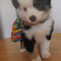 Darby - Black tri female Toy Australian Shepherd puppy in Warrensburg, Missouri from Booty Shaker Toy and Miniature Poodles and Aussies