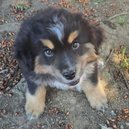Cricket - Black tri female Miniature American Shepherd puppy in Vancouver, Washington from BonDrew's Miniature American Shepherds