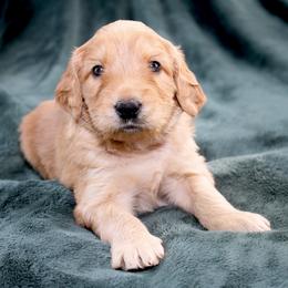 Nova - Apricot male Australian Labradoodle puppy in Stanwood, Washington from Victoria Creek Australian Labradoodles
