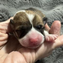 Truus - Red female Pembroke Welsh Corgi puppy in Brashear, Texas from Sherwood Acres Pembrokes