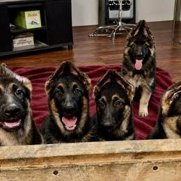 Girl 3 - Black and tan female German Shepherd puppy in Columbia, Maryland from Baskerville Shepherds