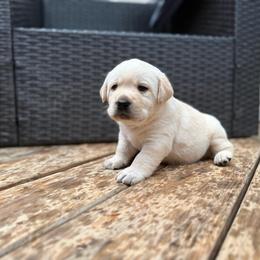 Jig - Yellow male Labrador Retriever puppy in Lenoir, North Carolina from Wooten Retrievers
