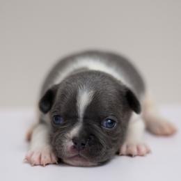 Simba - Blue male French Bulldog puppy in Austin, Texas from Ward's Frenchies 2 Yours