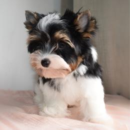 Nikolai - Black tan and white male Biewer Terrier puppy in California from Skyridge Puppies