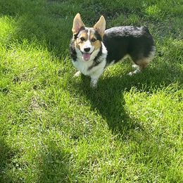 American Corgi and Pembroke Welsh Corgi Puppies from Beebe’s Corgis | Seven B Corgi Co
