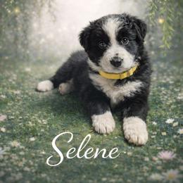 Selene - Black & white female Australian Shepherd puppy in Citra, Florida from AEW Farm