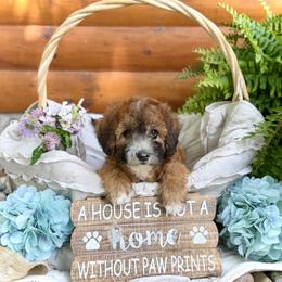 Bernedoodle and Whoodle Puppies from Genesis Family Farm
