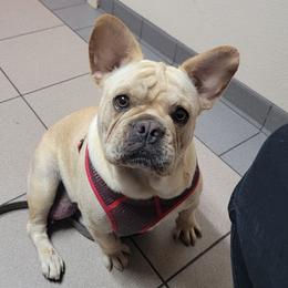 Coco - French Bulldog