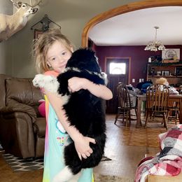 Newfoundland and Shih Tzu Puppies from Grand Meadow Newfoundlands