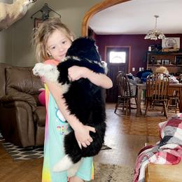 Newfoundland and Shih Tzu Puppies from Grand Meadow Newfoundlands