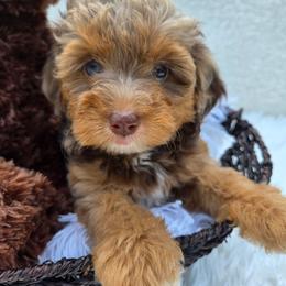 Winnie - Red merle female Aussiedoodle puppy in Haleyville, Alabama from The Cuddly Dood Ranch