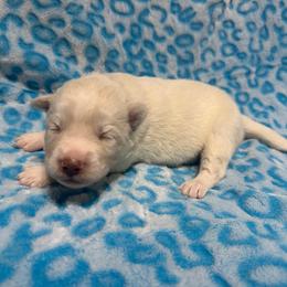 AKC Pecan - White male Siberian Husky puppy in Centreville, Maryland from Huskies By the Bay