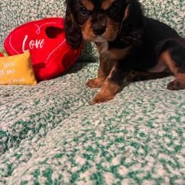 Gabe - Tri-color male Cavalier King Charles Spaniel puppy in Tacoma, Washington from Cherilym Gumm's Cavalier King Charles Spaniel