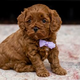 Aussiedoodles, Cavapoos, and Goldendoodles from Grace Acres Puppies