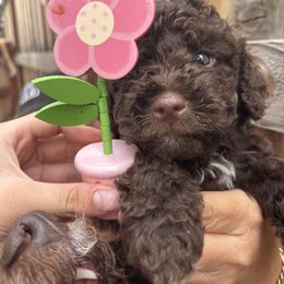 Venice - Brown female Lagotto Romagnolo puppy in Chico, California from Anna’s Lagottos