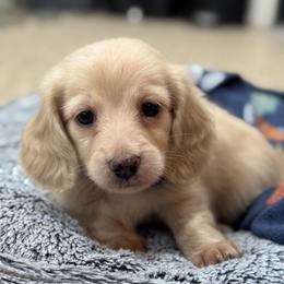 Beau - Cream male Dachshund puppy in Wharton County, Texas from Country Bumpkins