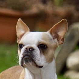 Picklechip - Boston Terrier